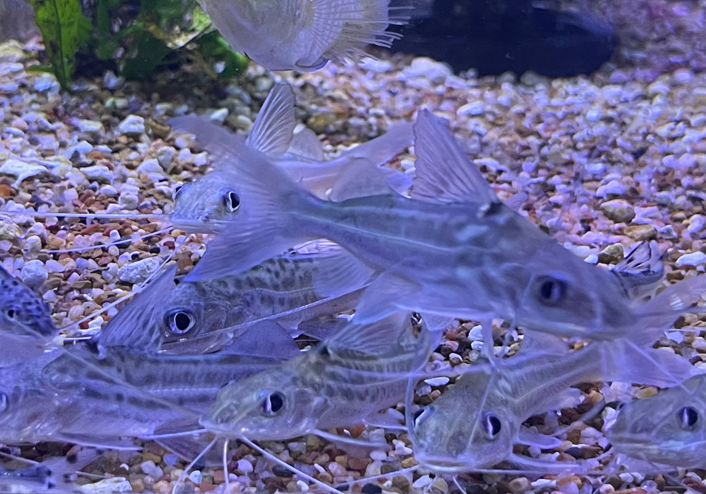 4 Line Pimadella Catfish Four Line Catfish