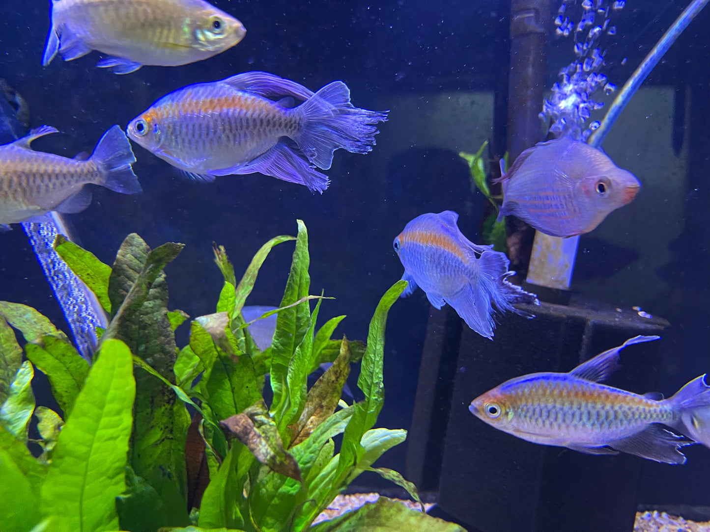 Show Congo Tetra (Phenacogrammus Interruptus)