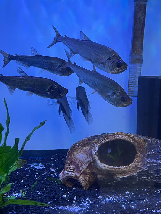 Red Tail Vampire Tetra (Hydrolycus Tatauaia)