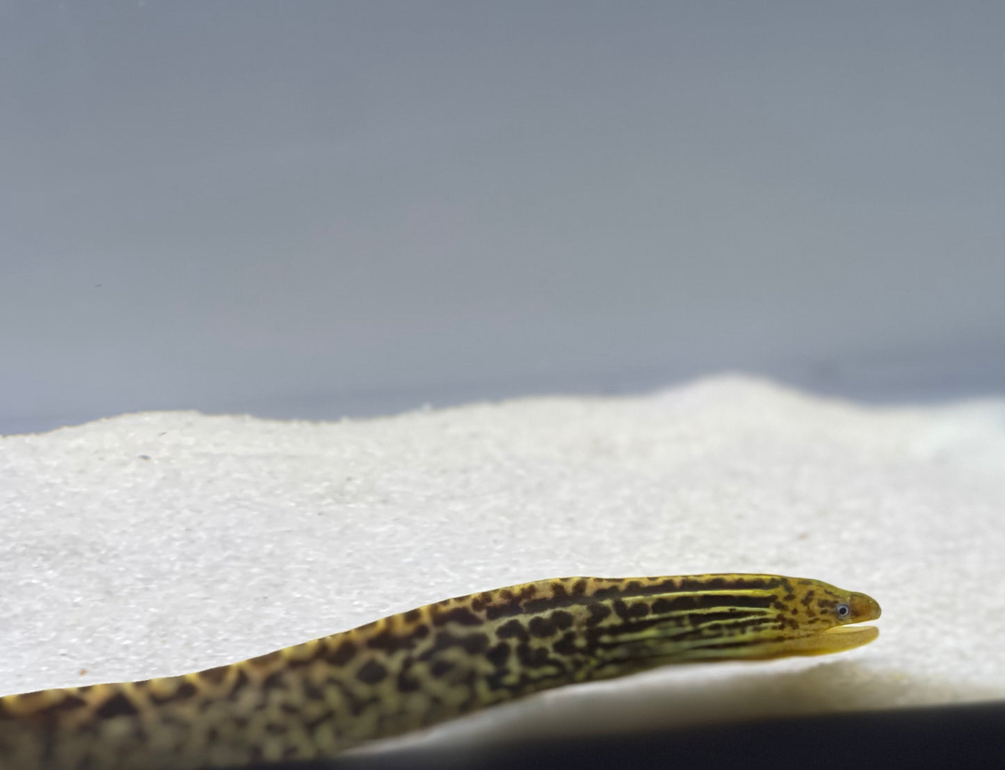 Tiger Moray Eels (Gymnothorax Polyuranodon)