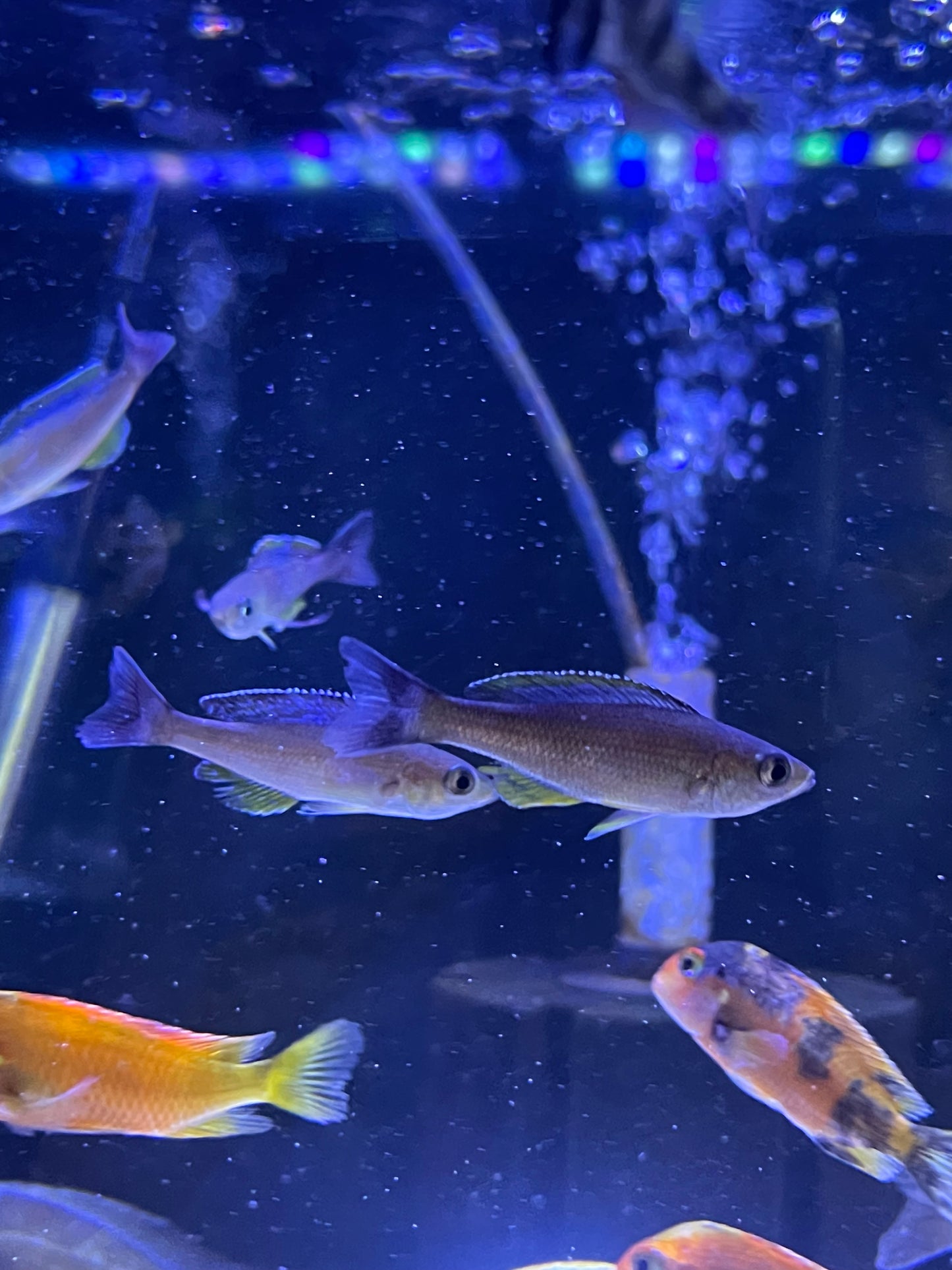 Cyprichromis Leptosoma