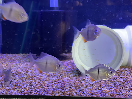 Black Bar Silver Dollar (Myleus Schomburgkii)