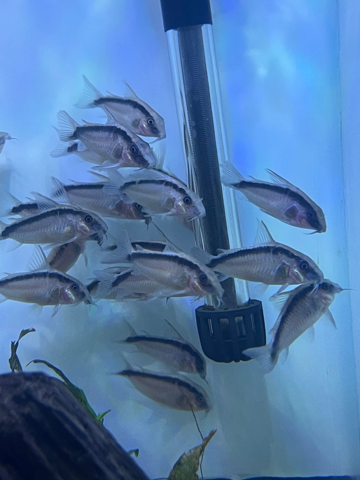 Corydoras arcuatus CW020 Skunk Cory
