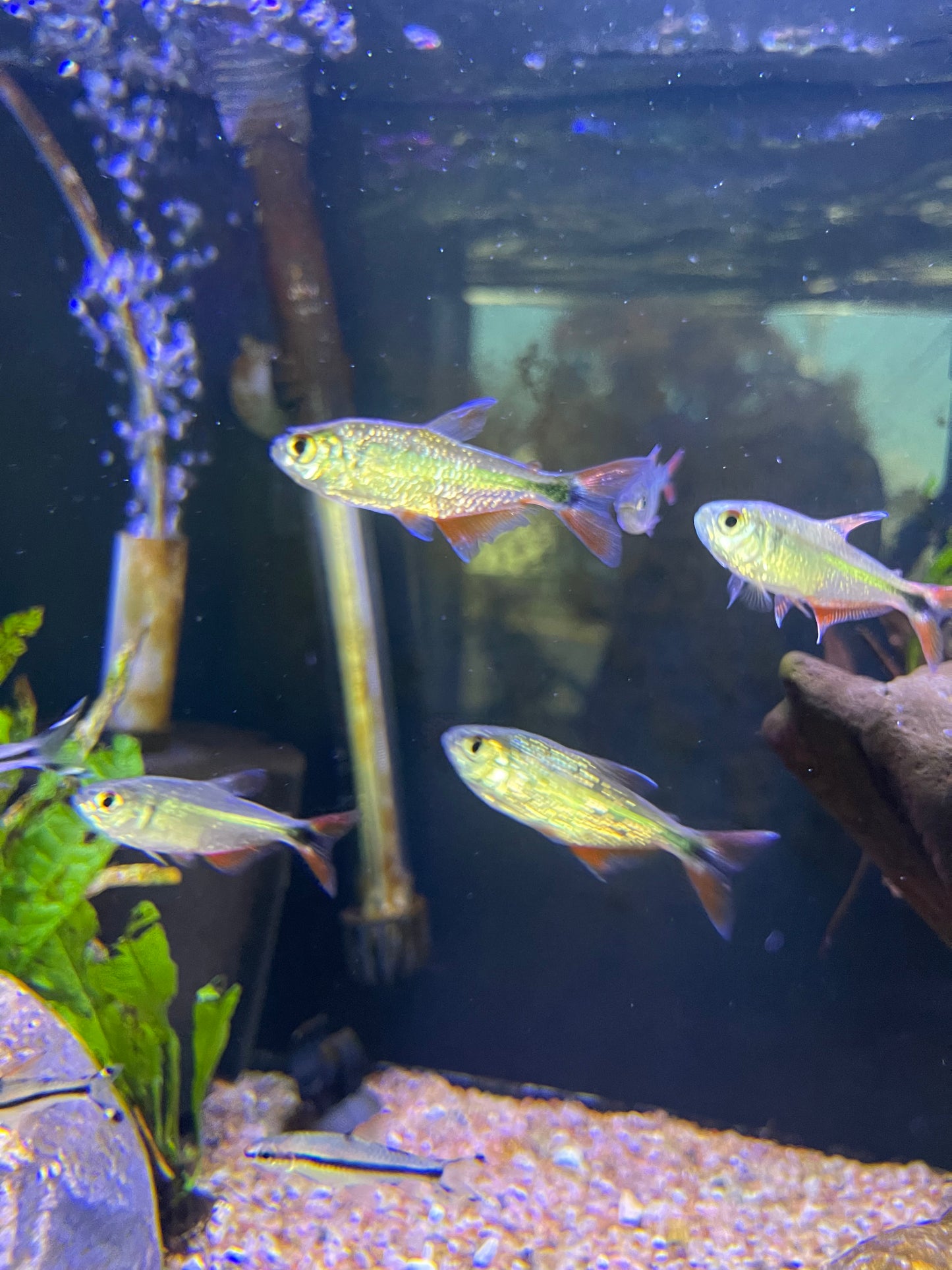 BA Tetra Buenos Aires