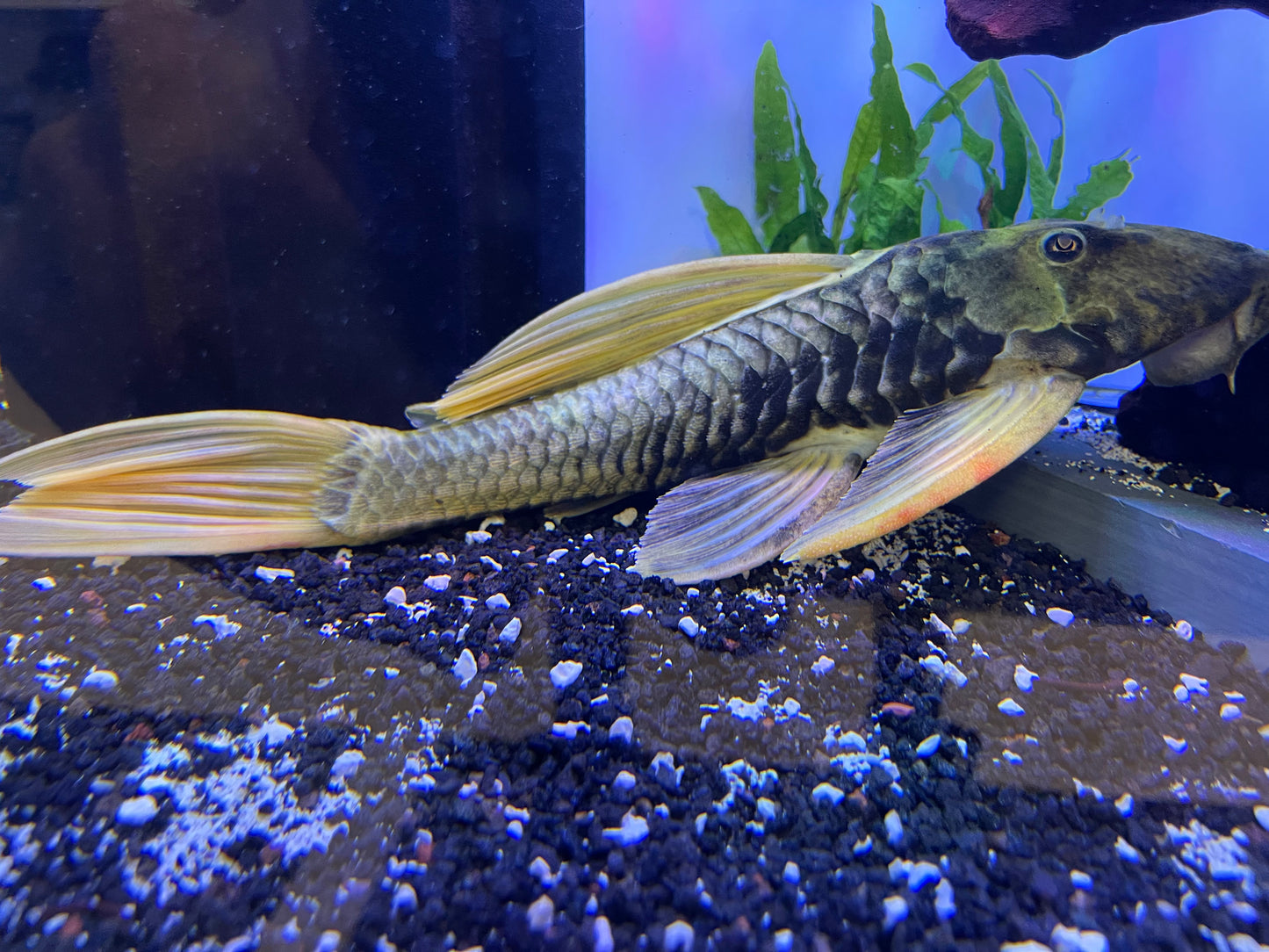 Luteus Pleco (Hypostomus Luteus)