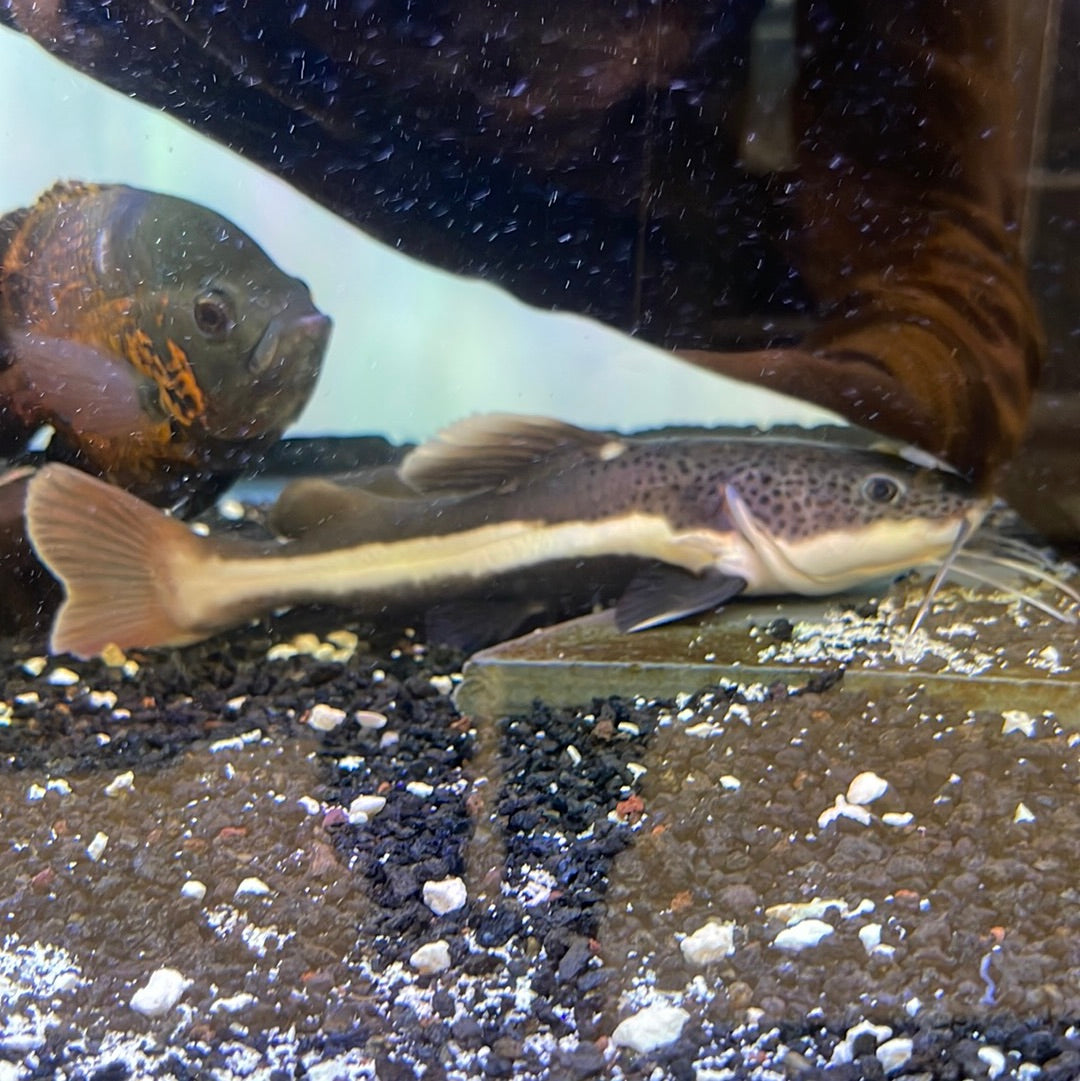Red Tail Catfish