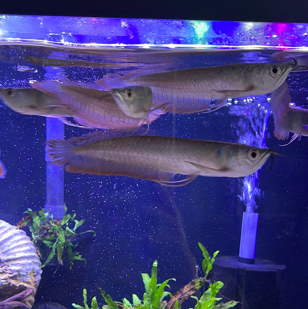 Silver Arowana (Osteoglossum Bicirrhosum)