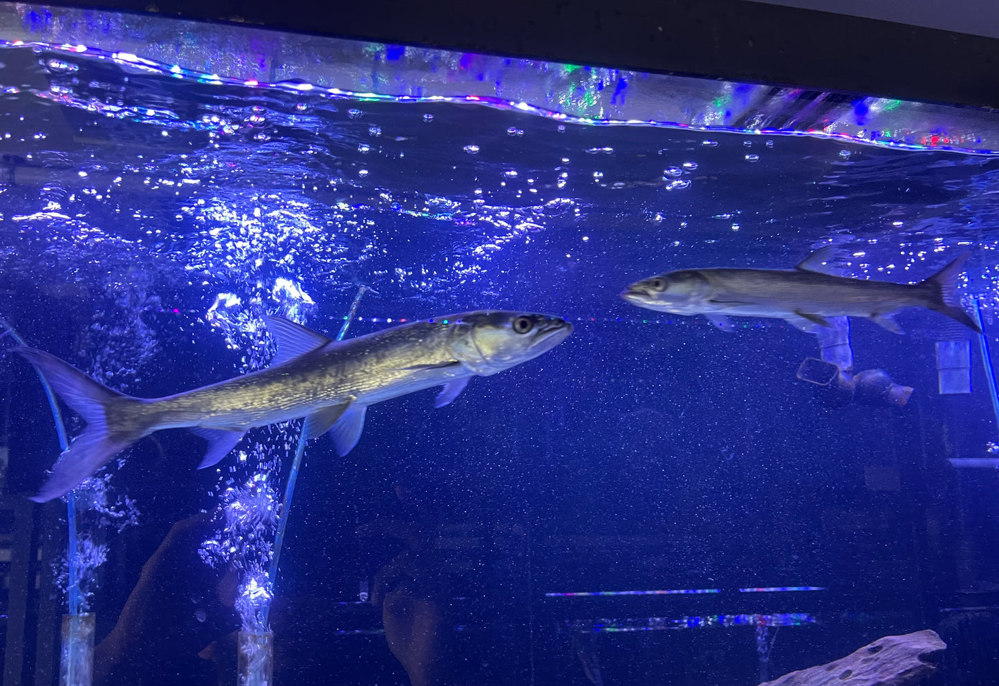 Chinese Tiger Bambusa (Elopichthys Bambusa)