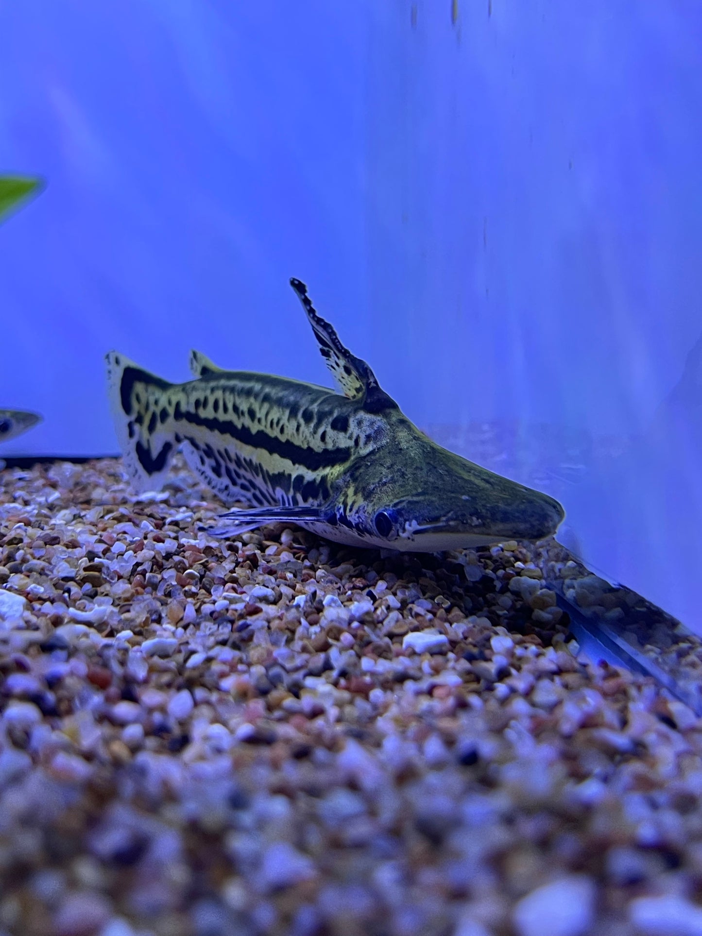 Orinoco Dolphin Catfish (Ageneiosus Magoi)