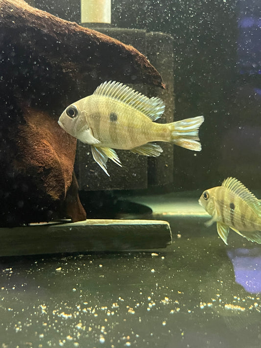Killer Deal !!! Geophagus sp ‘Tapajós red head’