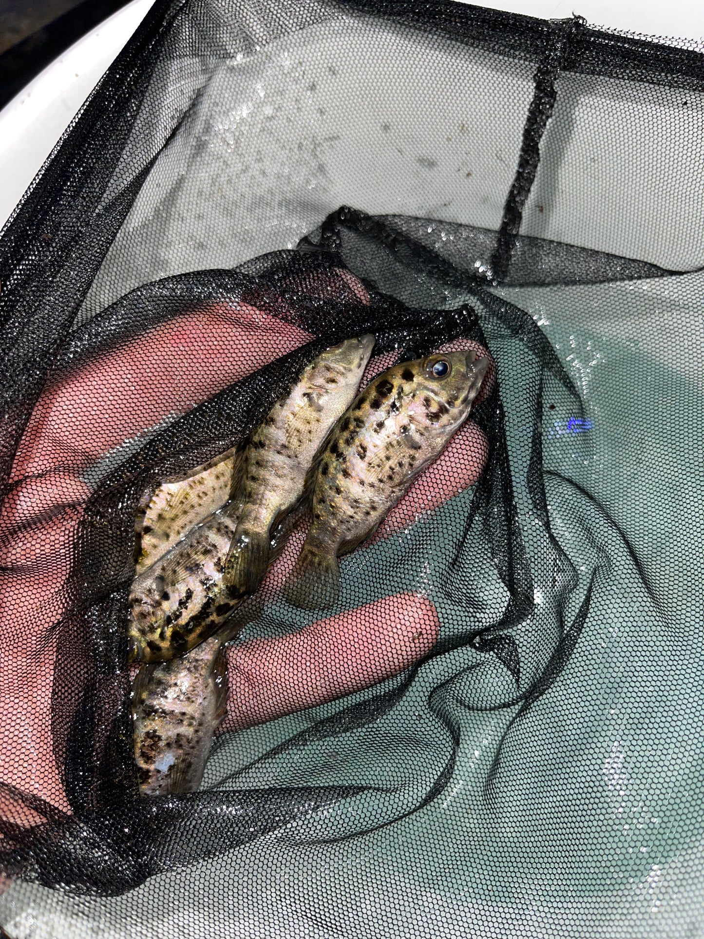Cuban Cichlid (Nandopsis tetracanthus)