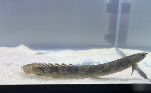 Polypterus Mokelembembe