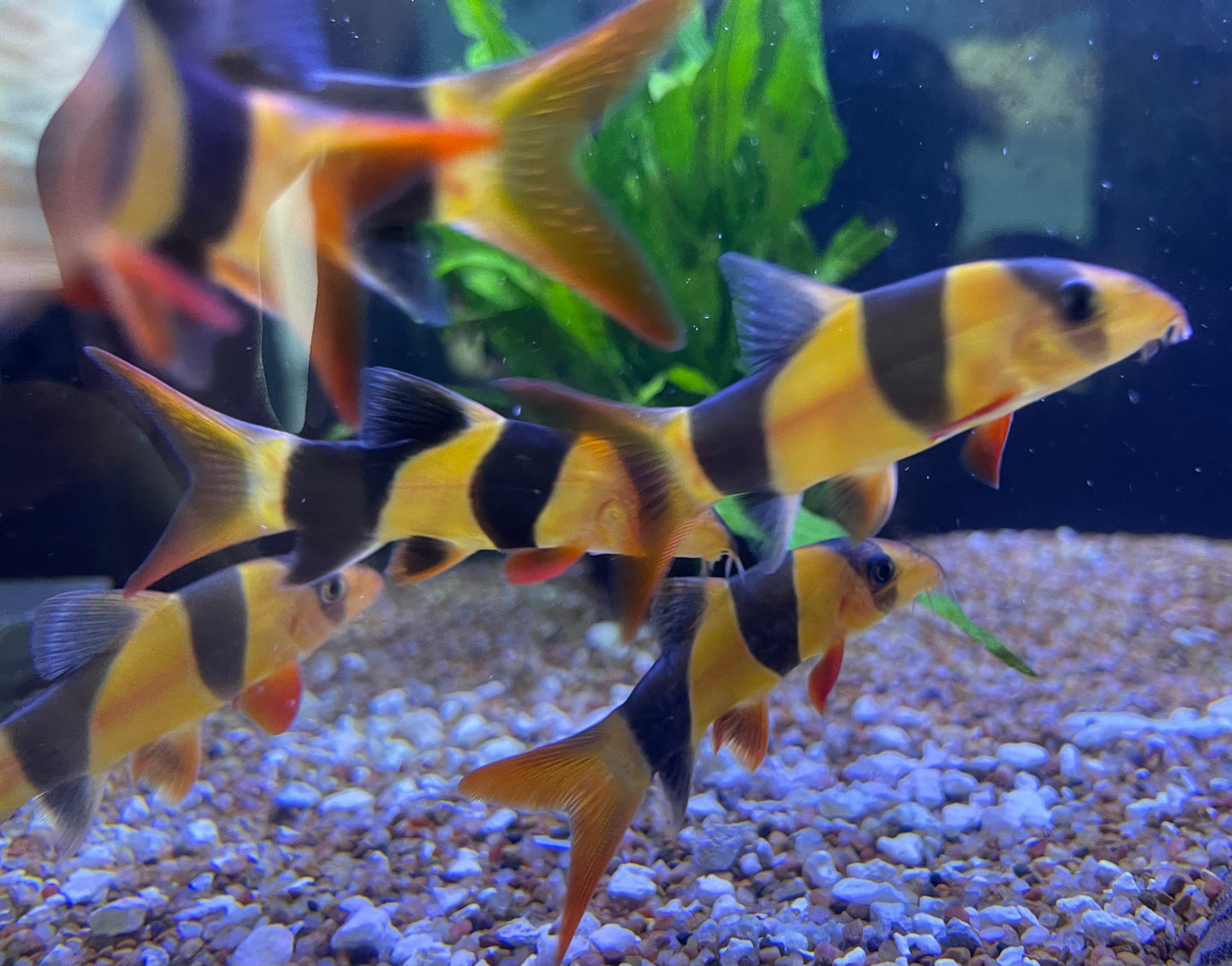 Clown Loach (Chromobotia Macracanthus)