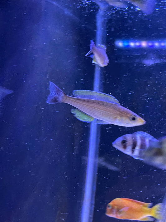 Cyprichromis Leptosoma