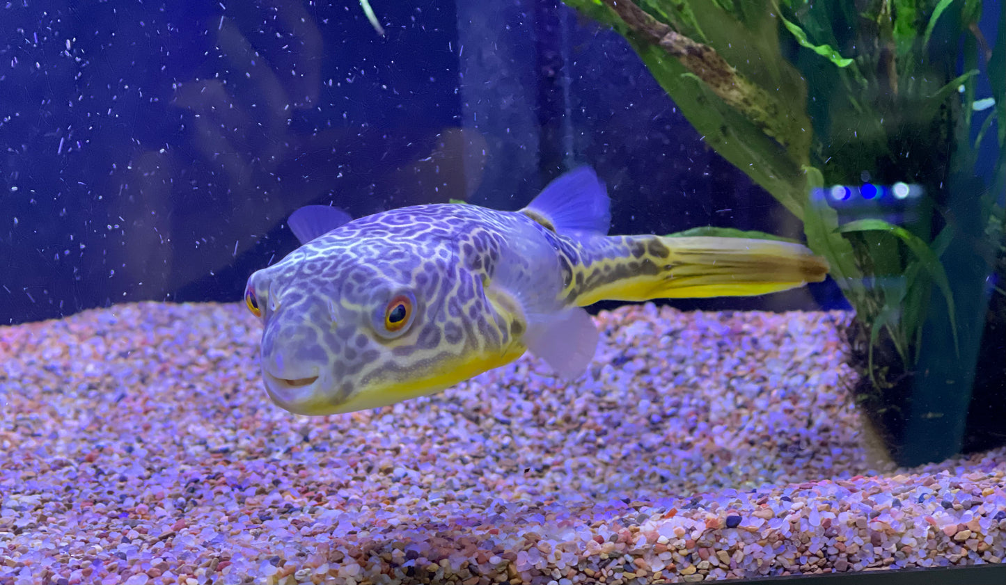 MBU Puffer (Tetradon MBU)