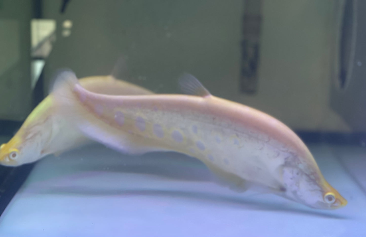 Albino Clown Knife (Chetala Ornata)