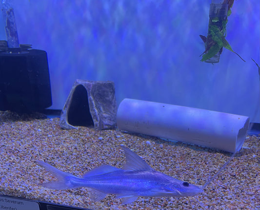 Jumper Catfish PIMELODUS CELESTIS