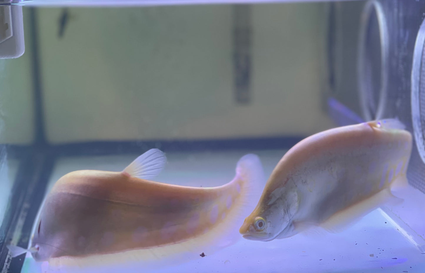Albino Clown Knife (Chetala Ornata)