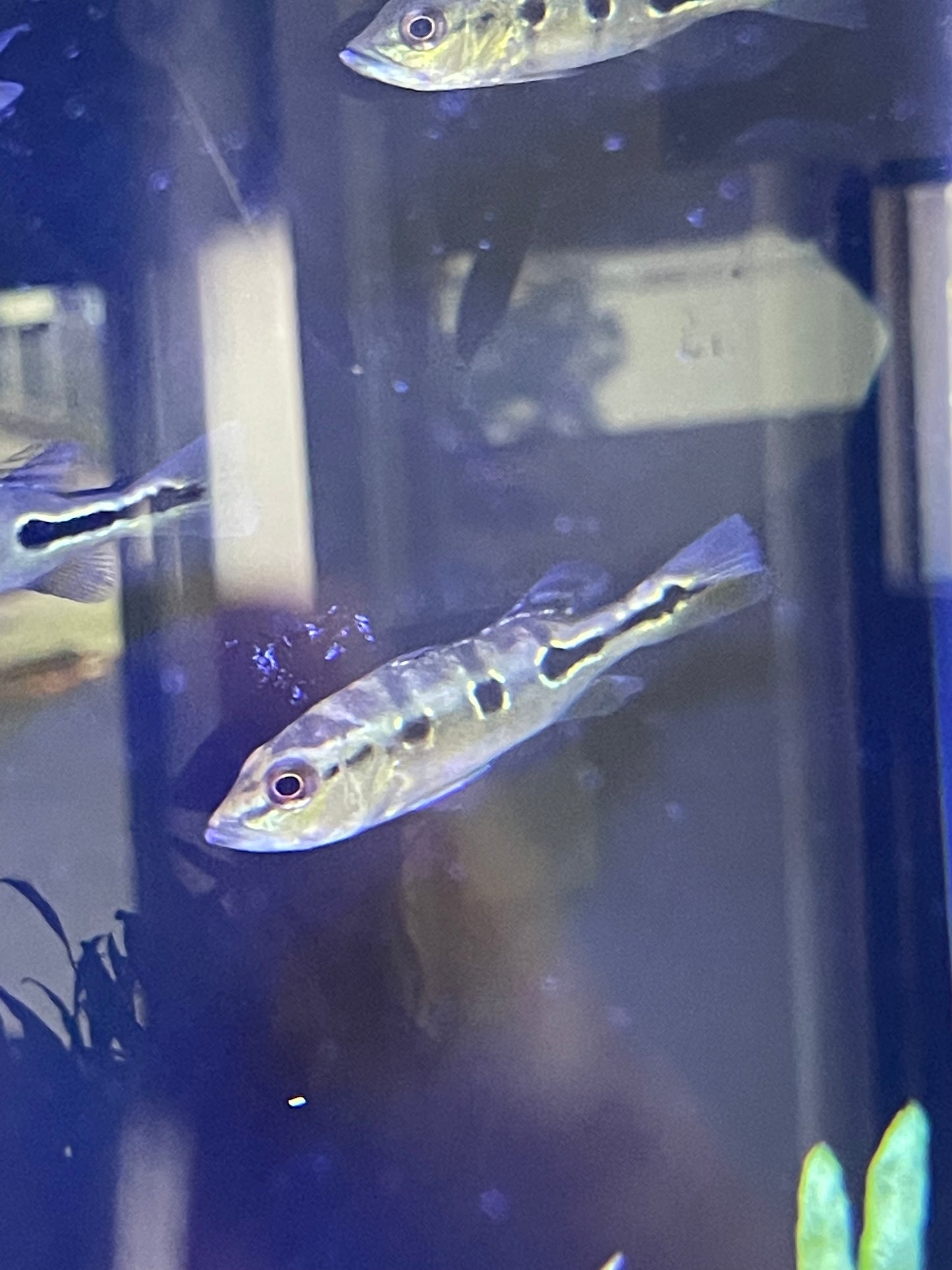 Orinoco Peacock Bass