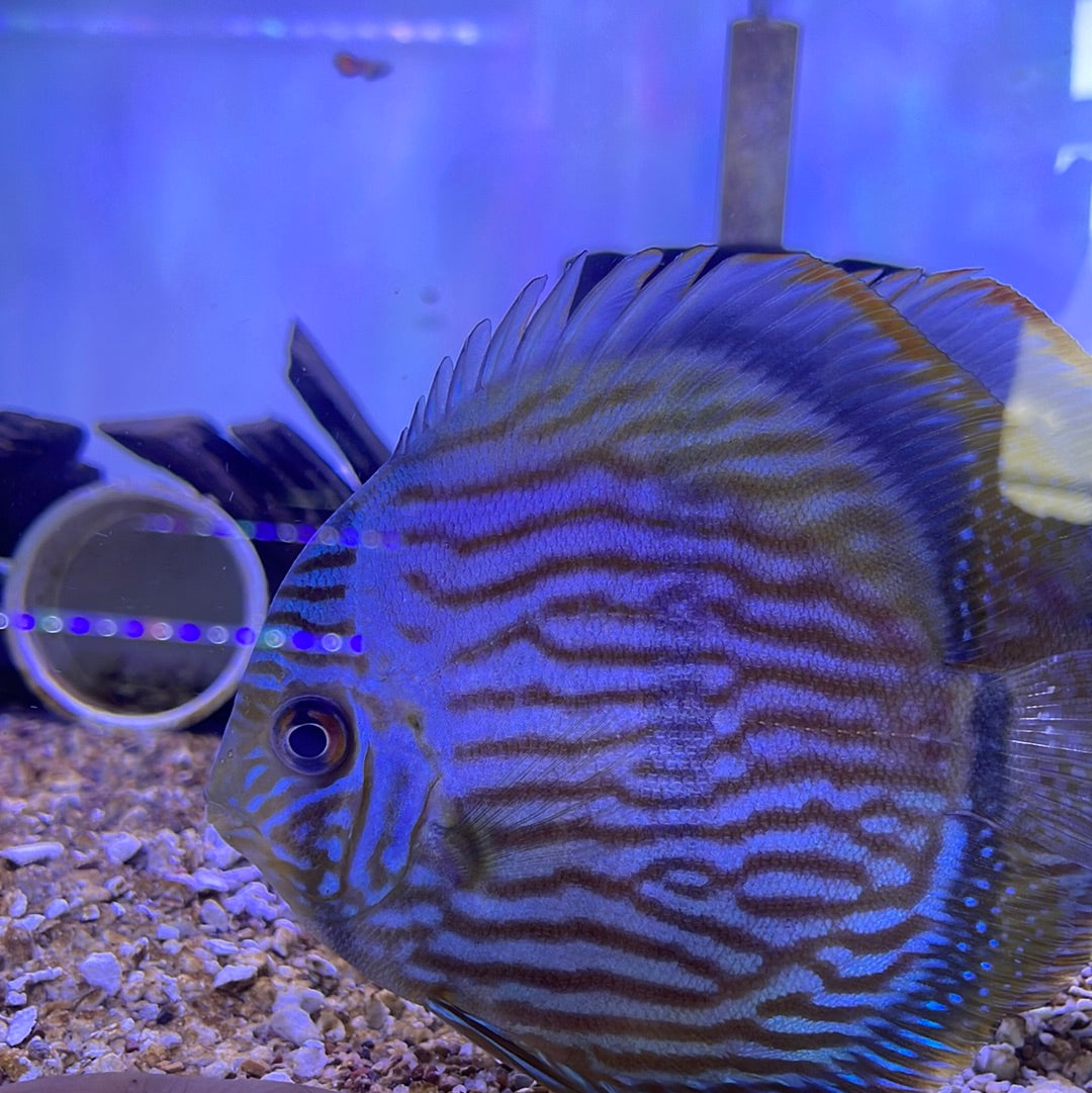 Wild Blue Heckel Discus Brazil Rio Negro