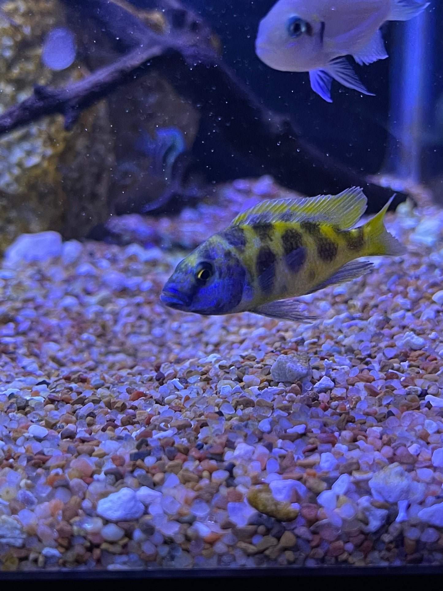 Venustus Cichlid (Nimbochromis Venustus)