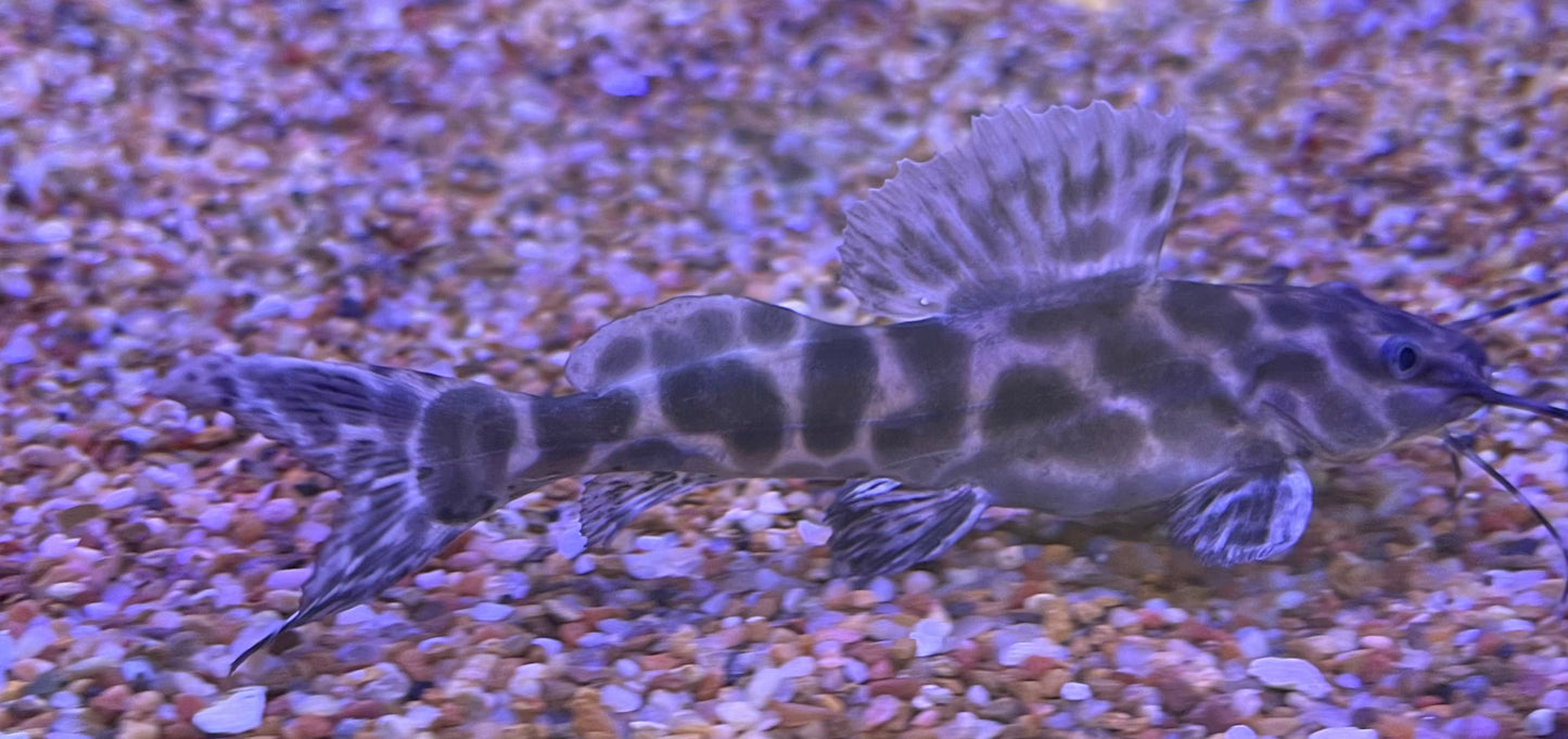 Marble Sailfin/Achara Catfish (Leiarus Perruno)