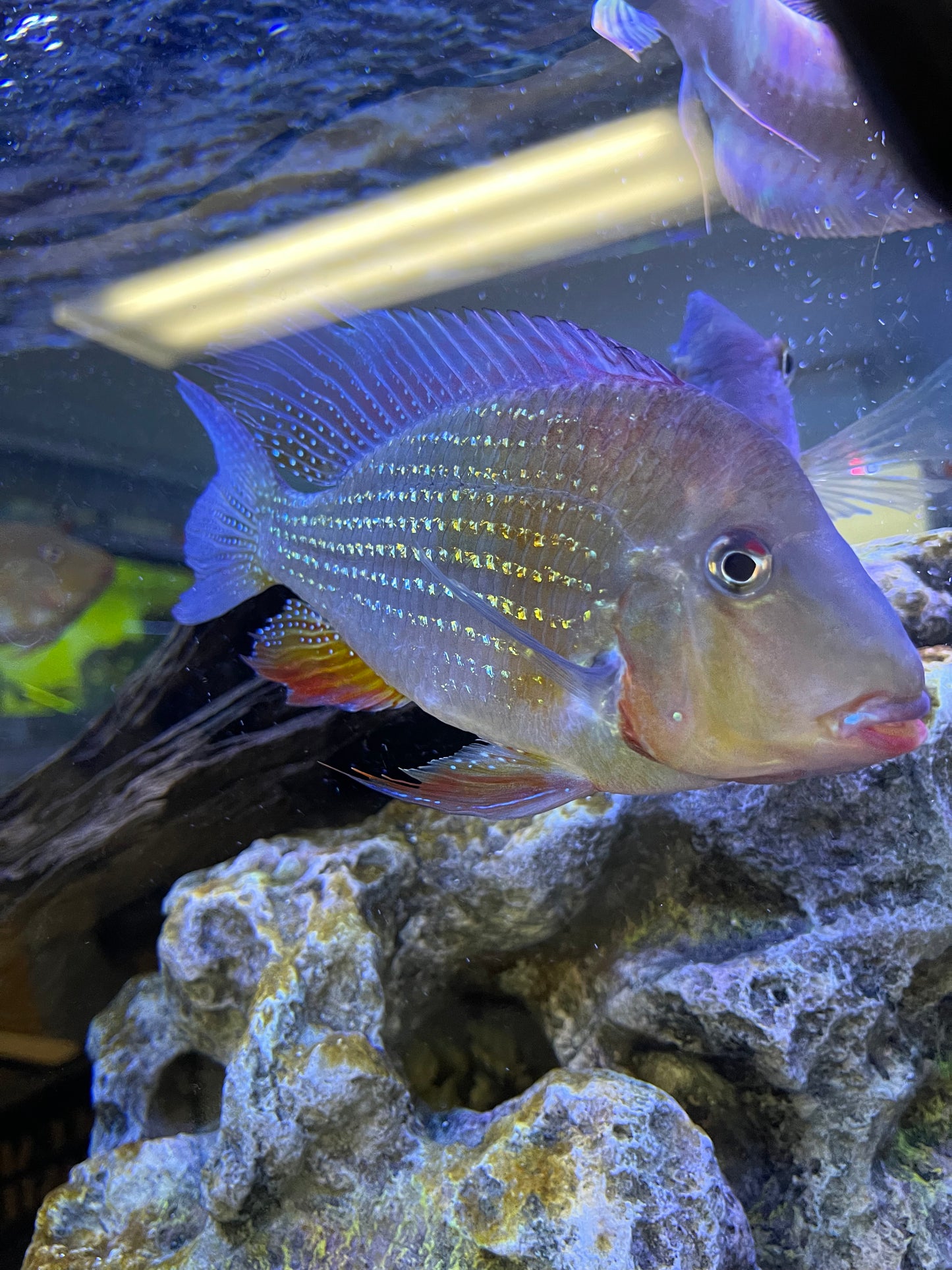 THREADFIN ACARA CICHLID (ACARICHTHYS HECKELII)