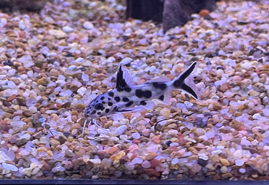 Cuckoo Catfish (Synodontis Multipunctatus)