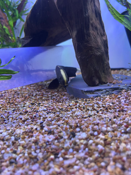 Ghost Knife Apteronotus albifrons