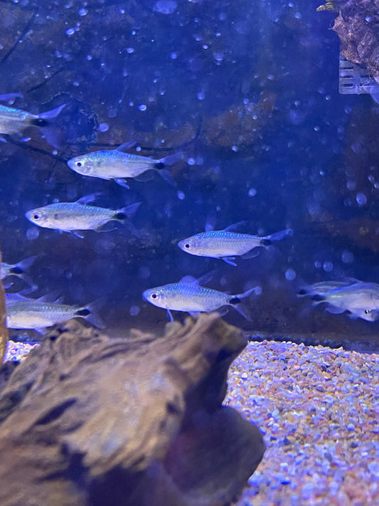 Blue Diamond Tetra (Alestopetersius Smykalai)