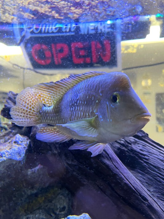 Geophagus brasiliensis