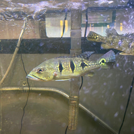 Orinoco Peacock Bass