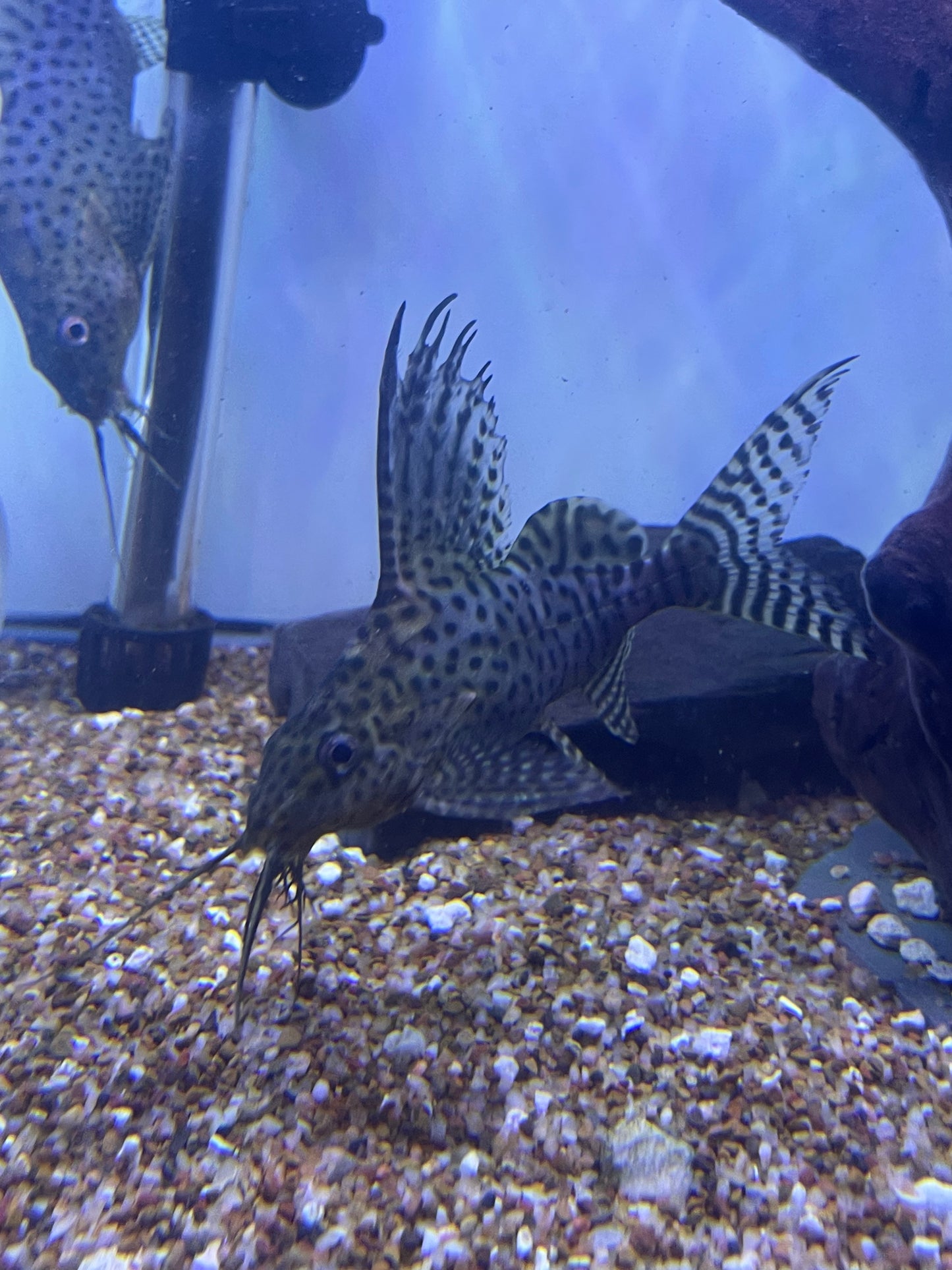 Featherfin Catfish Synodontis eupterus