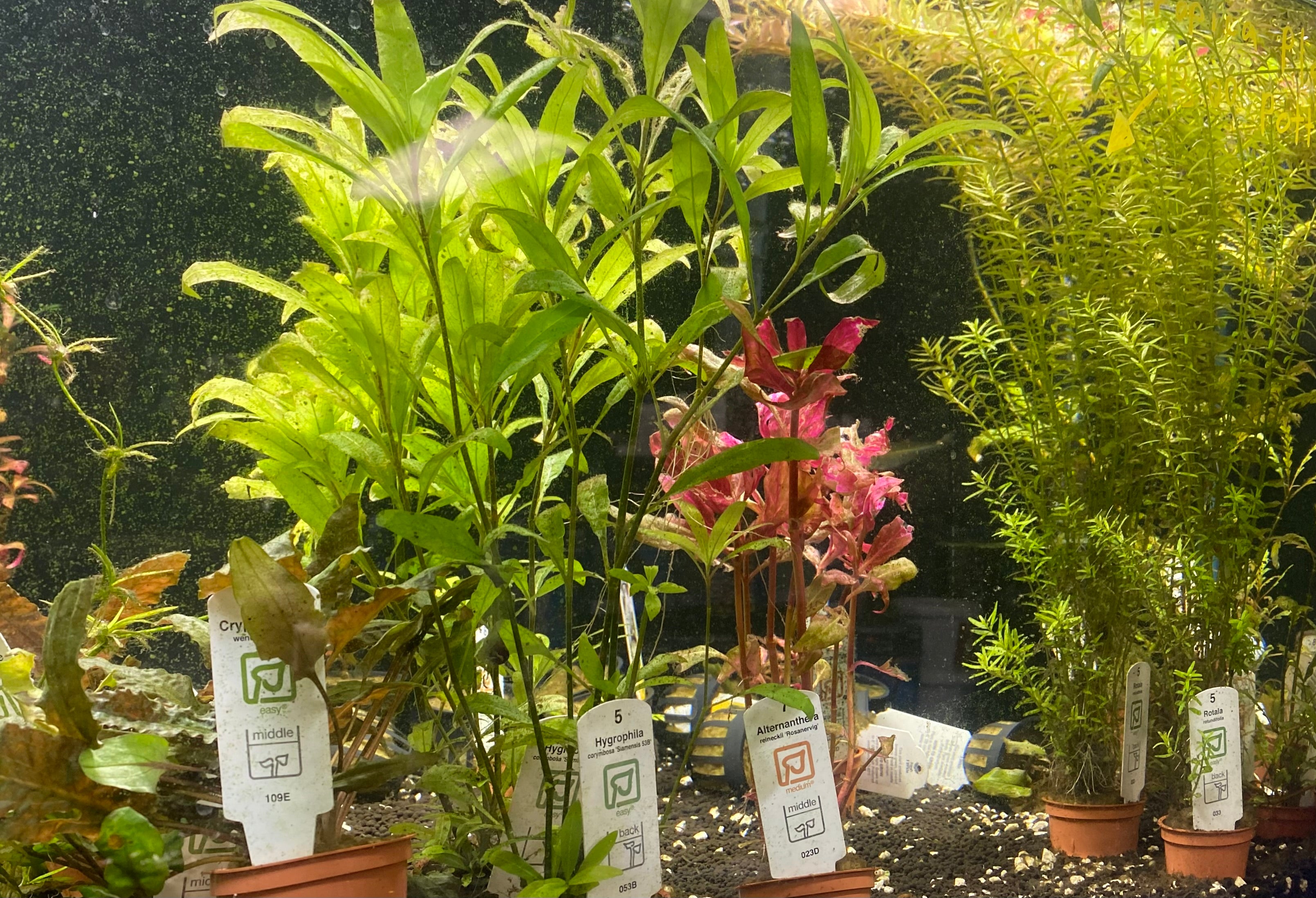 Basic Live Plant Live Aquarium Plants for Sale | Freshwater Aquatic Plants | Underground ...