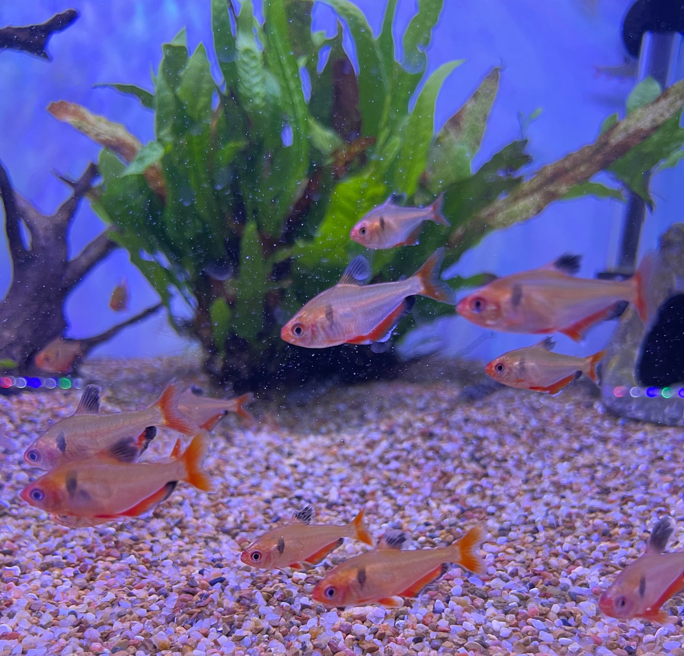 Underground sea 、Tropical、Bayou 68356_1171_01_7584beeb-5056-