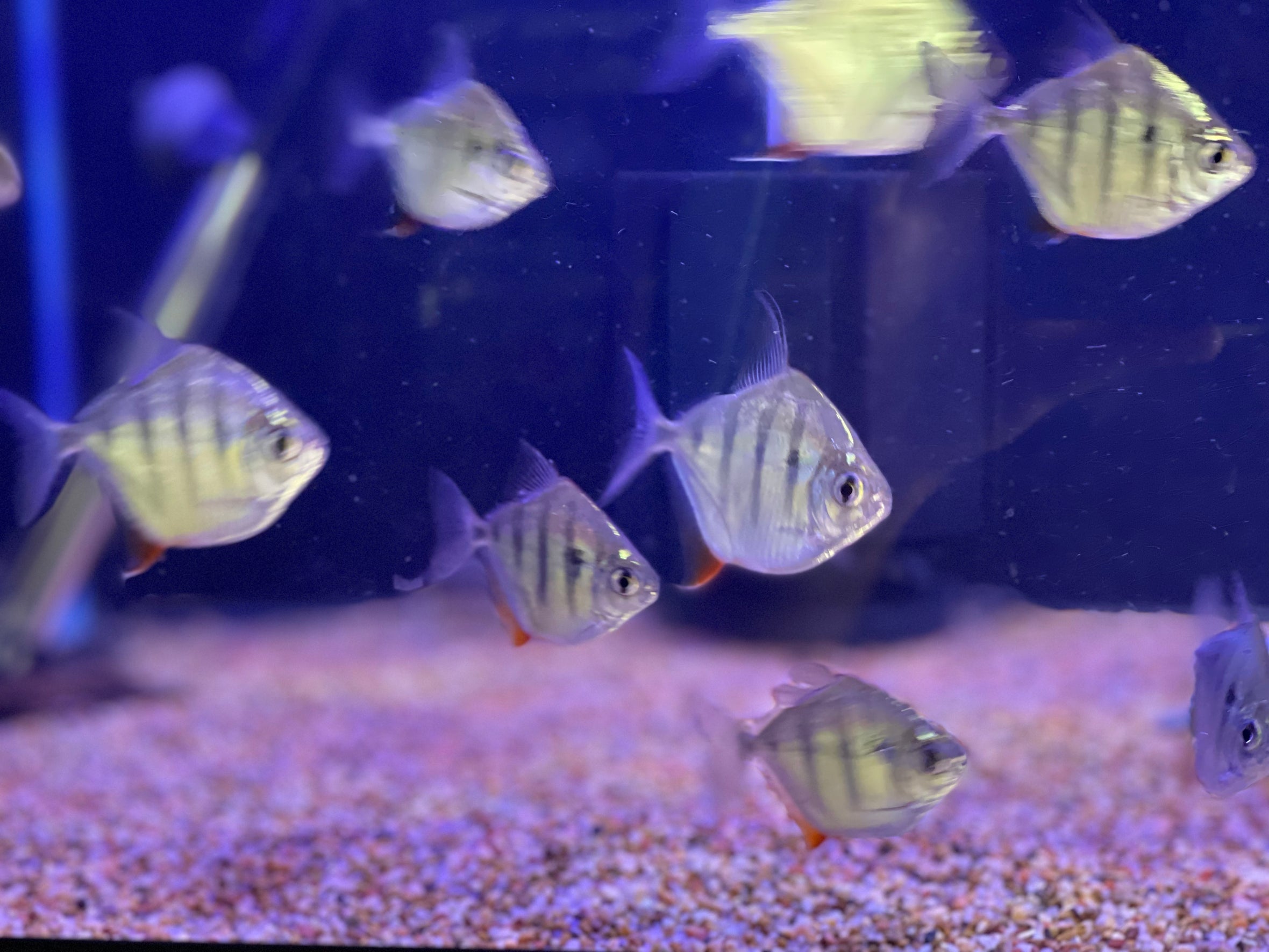 Underground Aquaticz – undergroundaquaticz