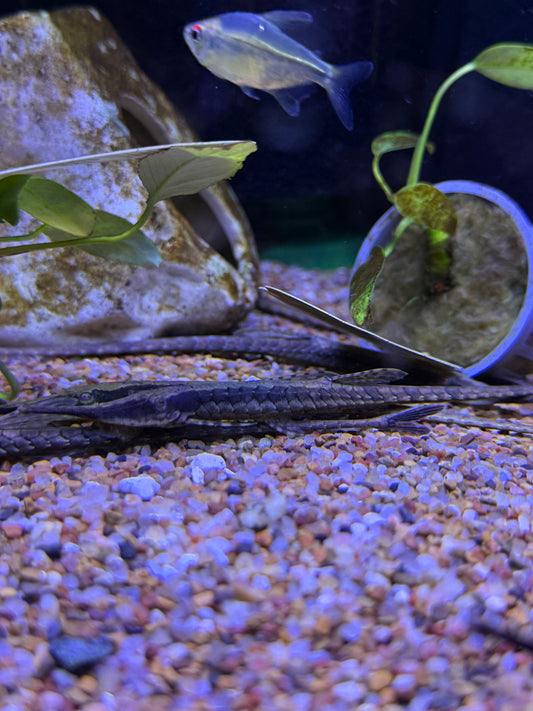 Twig Catfish (Farlowella acus)