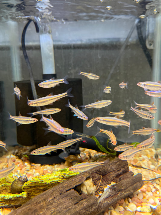 Rainbow Shiner
Aquarium Bred 
Notropis chrosomus