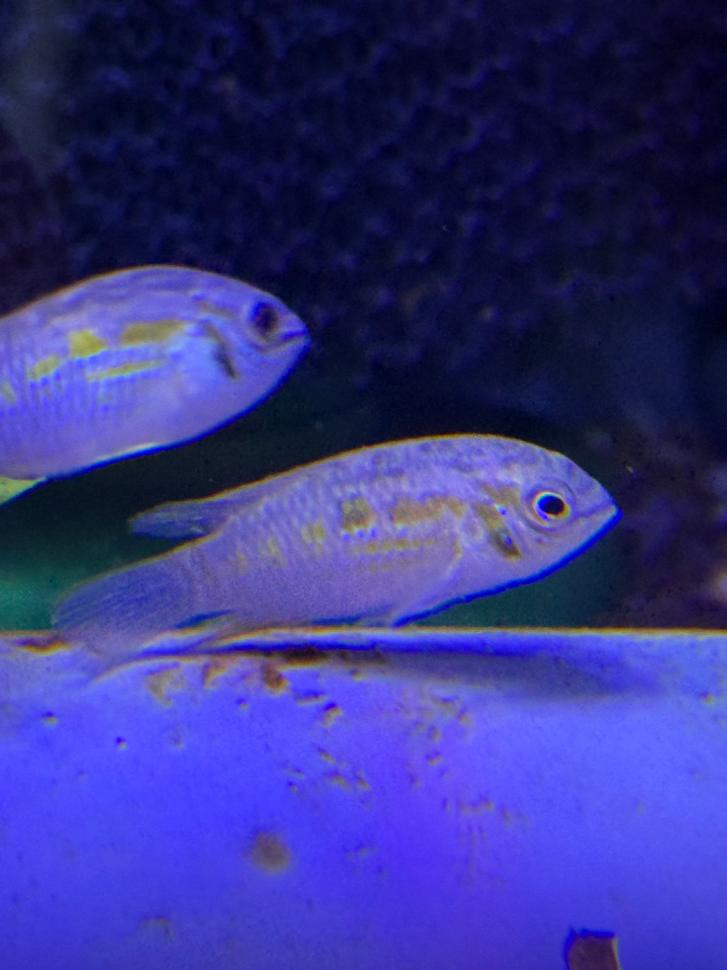 Araguaia Dwarf Acara (Laetacara araguaiae)