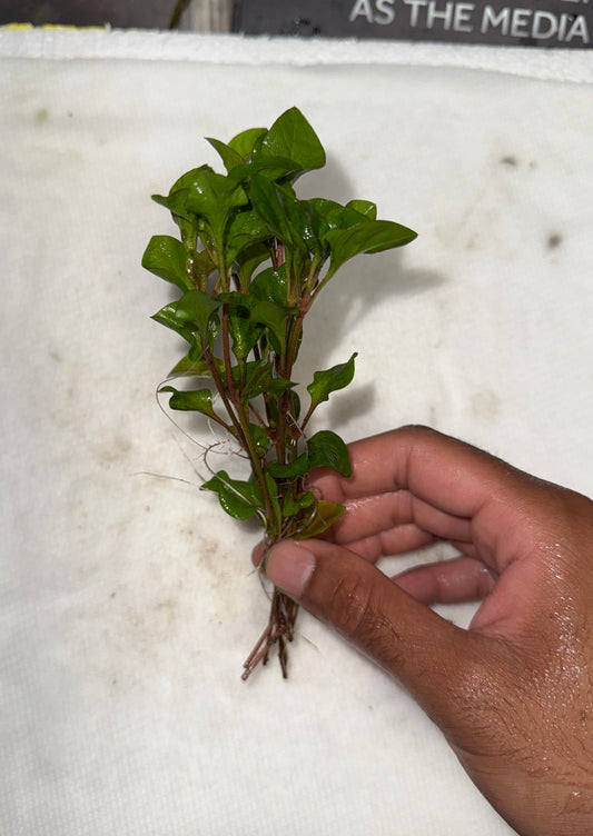 Florida Ruffle “Green Hedge” (Alternanthera ficoidea) Plant