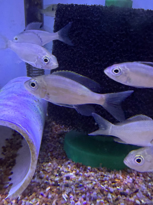 Aulonocranus dewindti