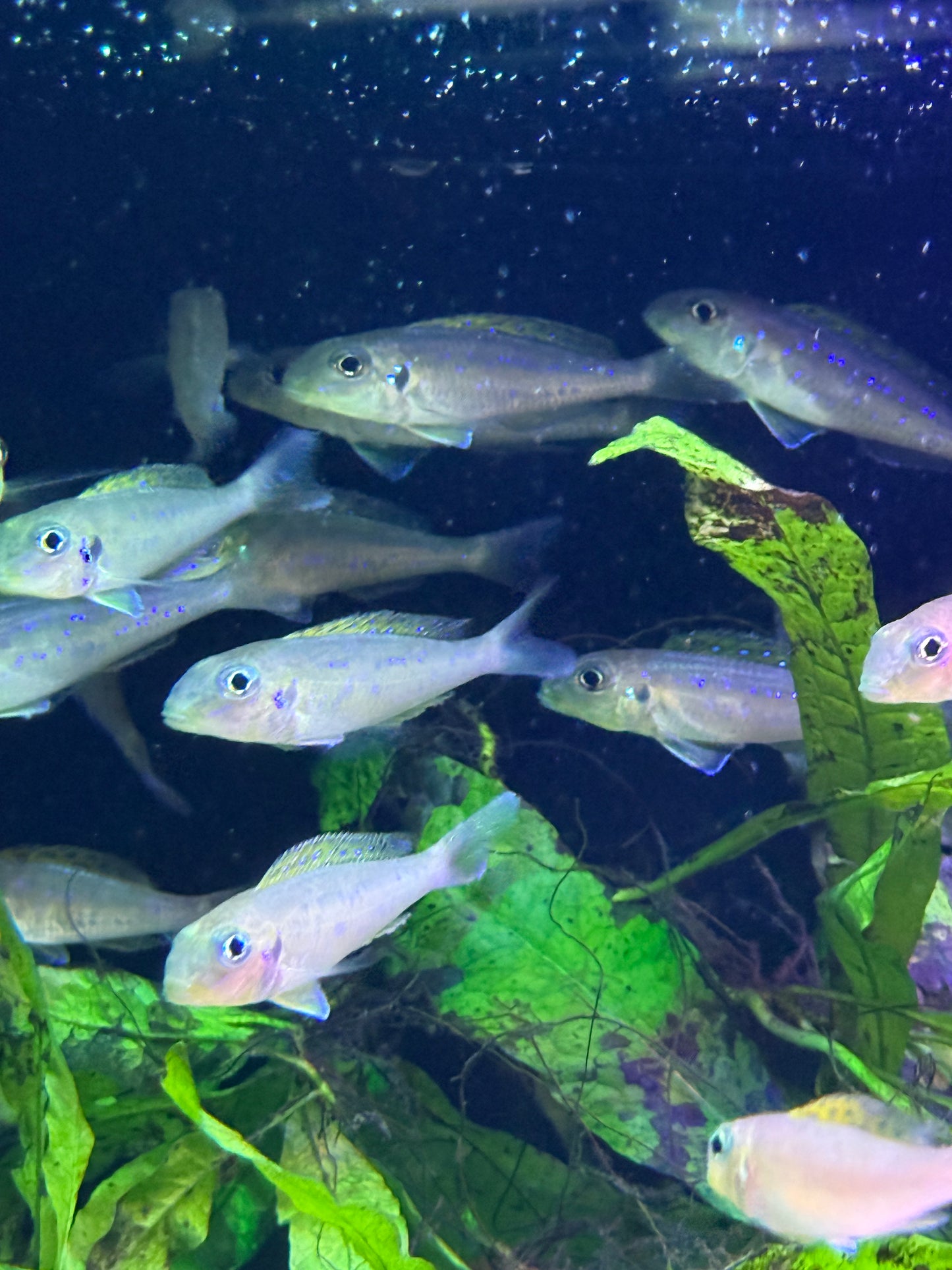 (Xenotilapia flavipinnis) Yellow Sand Cichlid Kekese