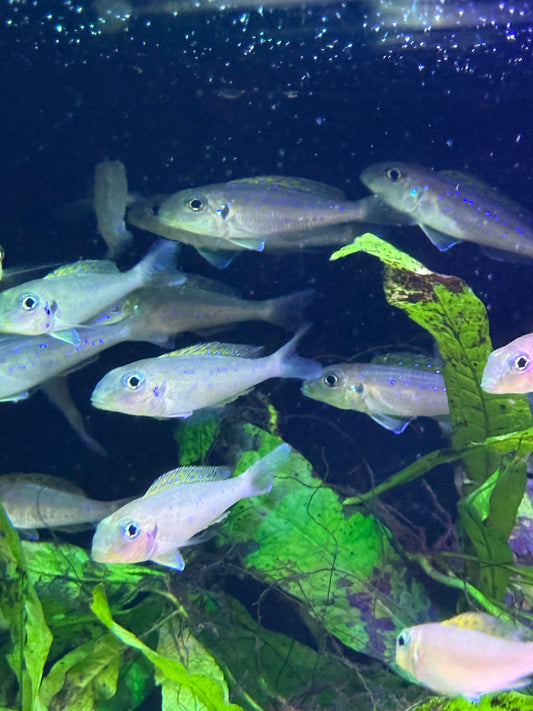 (Xenotilapia flavipinnis) Yellow Sand Cichlid Kekese