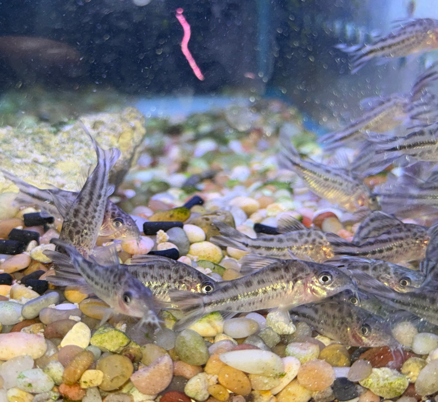 Flag Tail Cory (Brochis robineae)