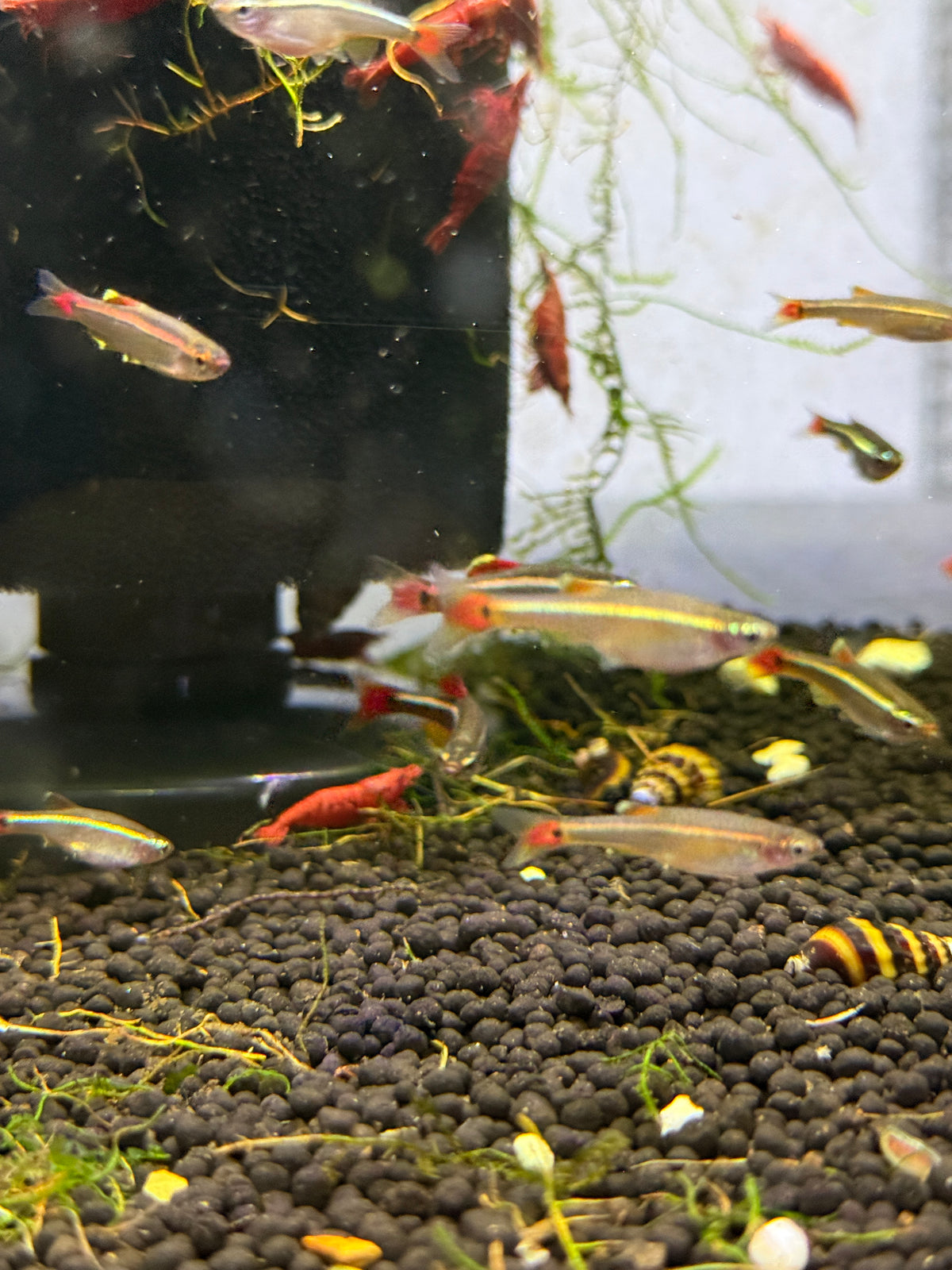 White Cloud Mountain minnow (Tanichthys albonubes)