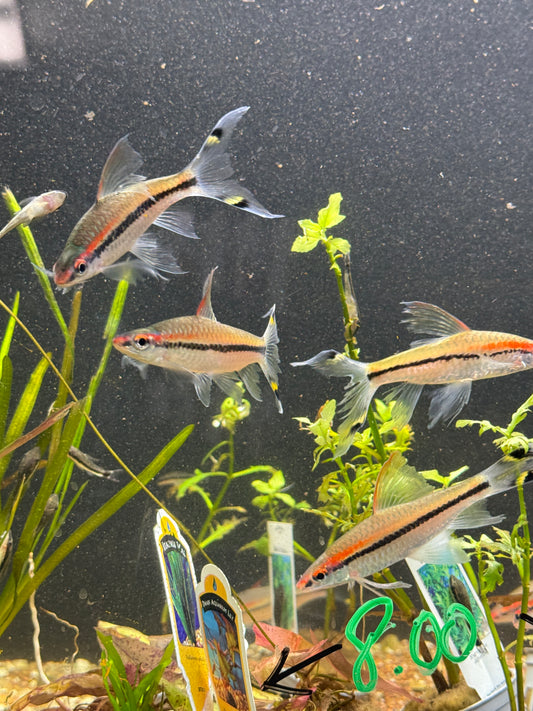 Super Rare Long Fin ! Roseline Shark/ Denisonii Barb (Sahyadria Denisonii)