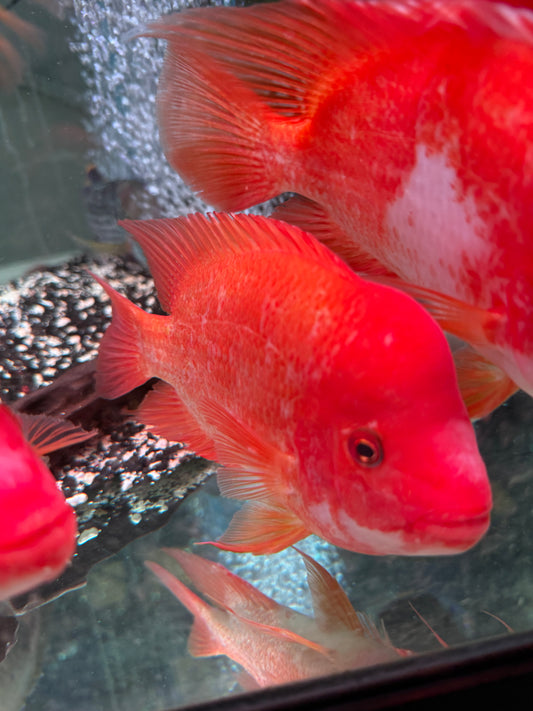 #1 Red Devil / Midas  Cichlid