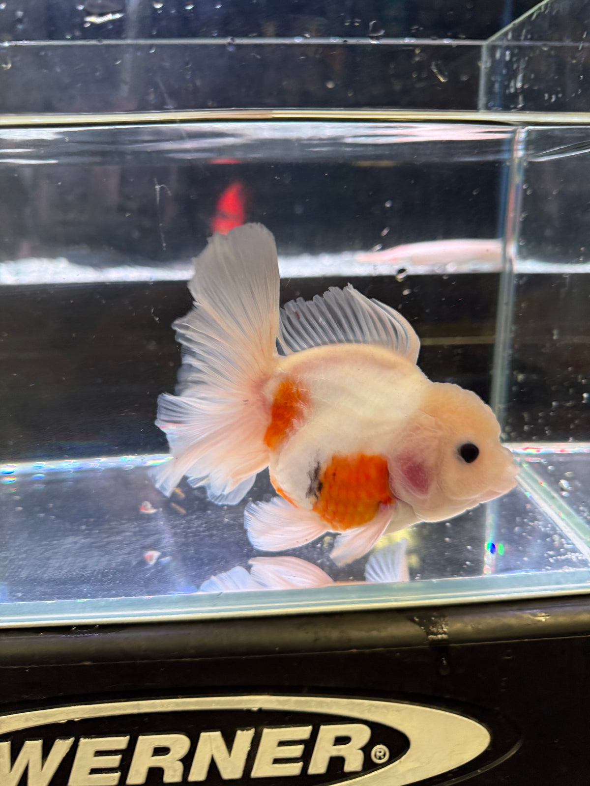 Live Thai Orchid Tail Oranda Goldfish