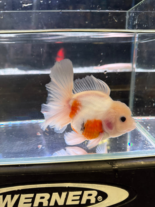 Thai Orchid Tail Oranda Goldfish