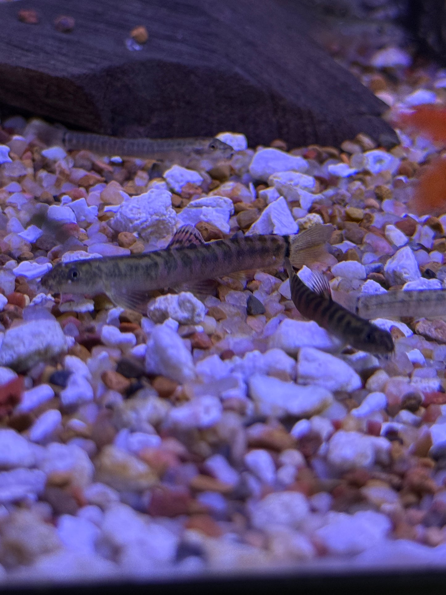 Crimson Loach /Schistura sp